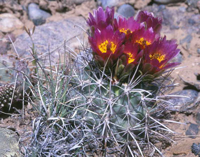 Native Plant Society of New Mexico | New Mexico's Voice ...