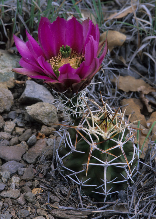 Conservation – Native Plant Society of New Mexico