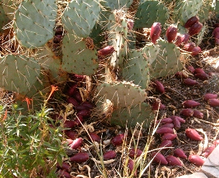 Albuquerque | Native Plant Society of New Mexico