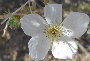 Apache Plume