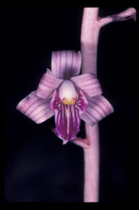 orchid