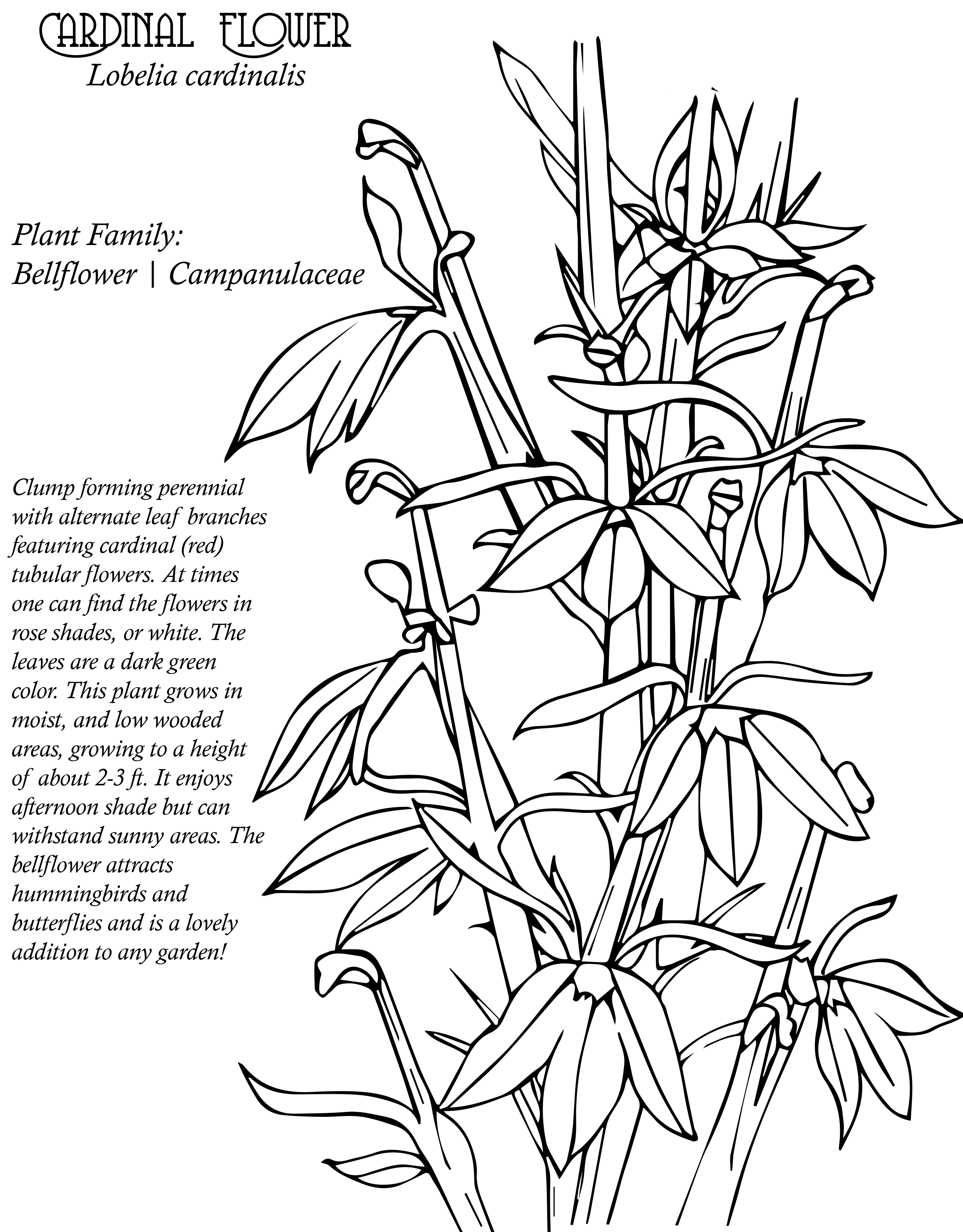 Plant Anatomy Coloring Pages