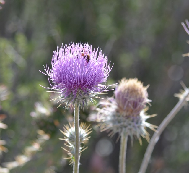 New Mexico Thistle (Cirsium neomexicanum), relative of the artichoke.