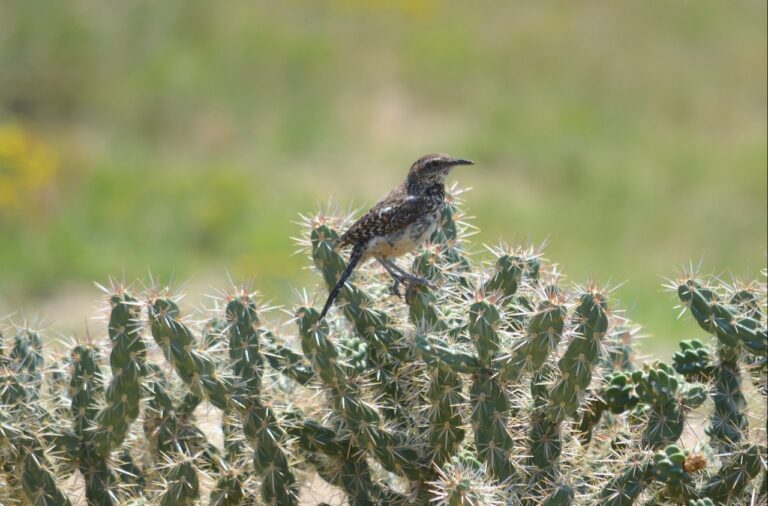 A cholla (Cylindropuntia imbricata or C. spinosior), well off the path, can offer safety to birds and their nests.